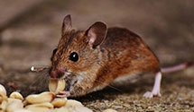 24 Hour & Emergency Exterminators in St Davids, PA